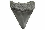 Juvenile Megalodon Tooth - South Carolina #340600-1